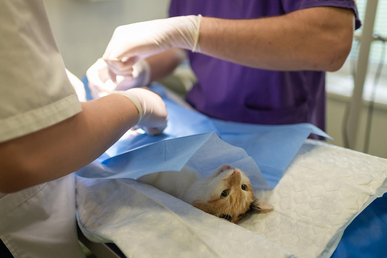 Bedrijven in Alphen Aan Den Rijn veterinair in Alphen Aan Den Rijn